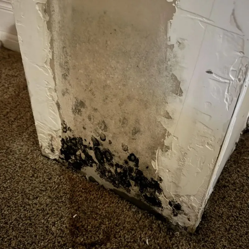 Professional Mold Removal in Cleburne, TX